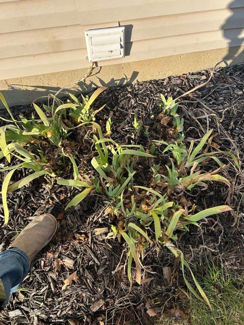 Crowded Iris Rhizomes Are One Of The Biggest Reasons Blooms Decline