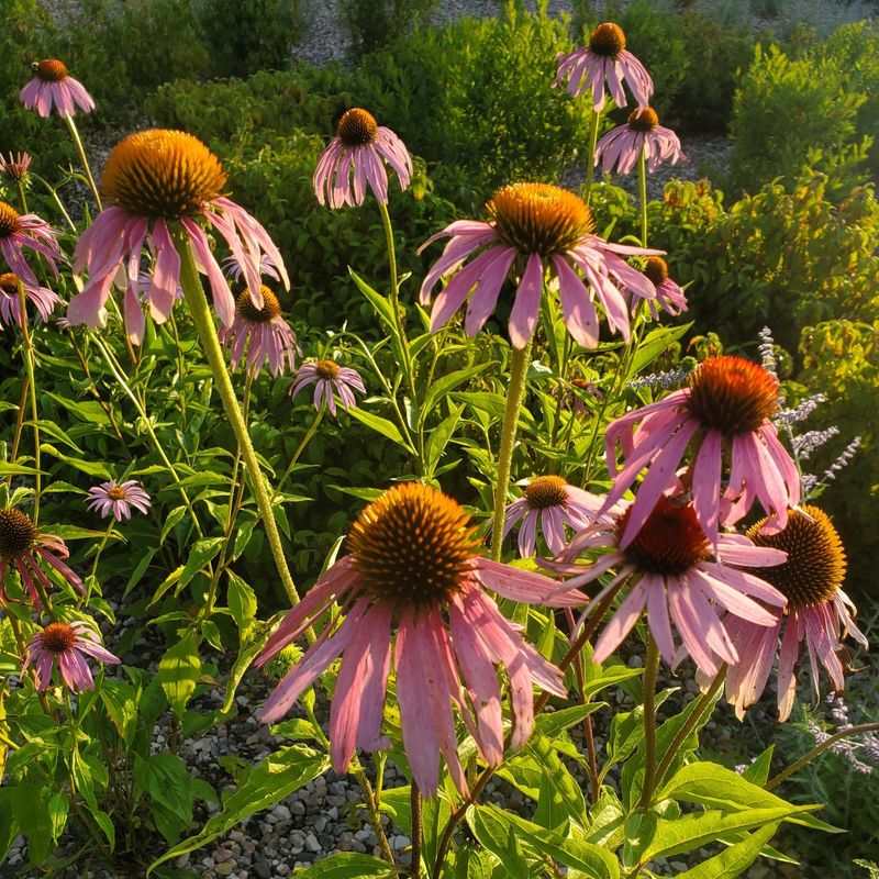 Crowded Plants Compete For Water And Nutrients Crowded Plants Compete For Water And Nutrients