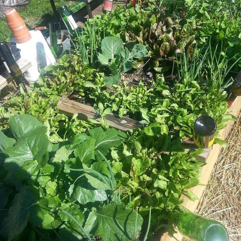 Crowded Plants That Give Fungus Room To Spread