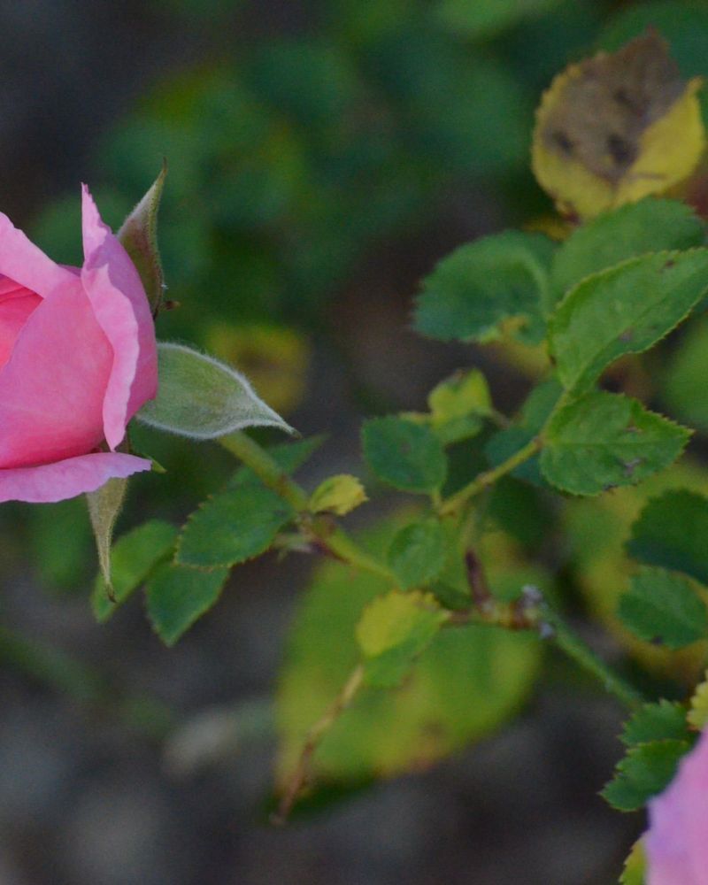 Crowded Roses Trap Moist Air Around Foliage Crowded Roses Trap Moist Air Around Foliage