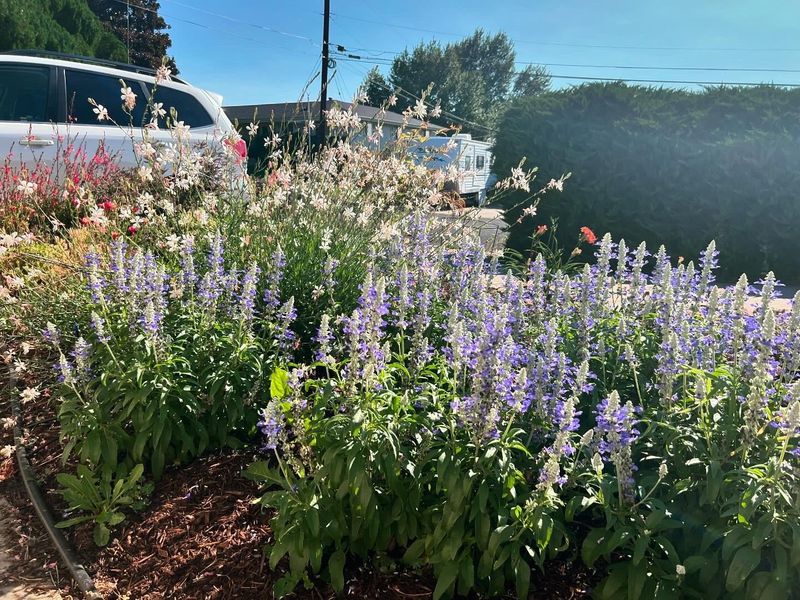Crowded Stems Benefit From Occasional Thinning