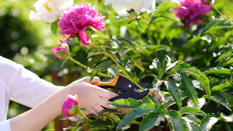 Crowded Stems Increase Moisture Around Peony Leaves