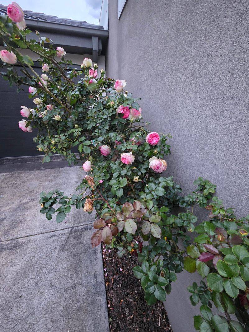 Crowded Stems Often Reduce Airflow