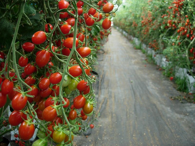 Crowded Tomatoes Struggle To Breathe
