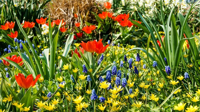 Crowding Plants Too Closely Together Crowding Plants Too Closely Together