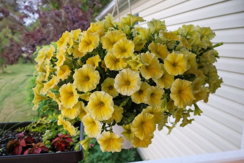 Crowding Plants Where Airflow Stays Poor Crowding Plants Where Airflow Stays Poor