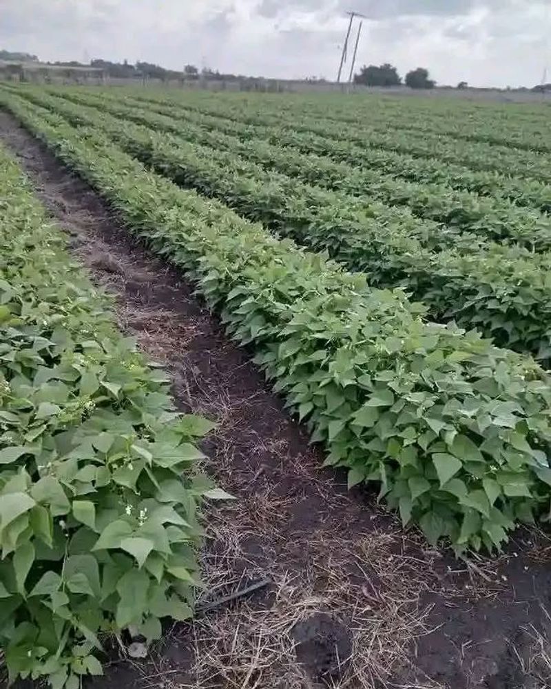 Crowding Rows Too Closely Crowding Rows Too Closely