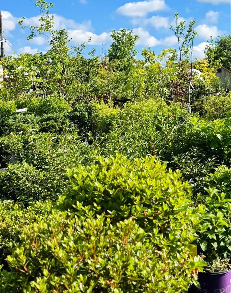 Crowding Shrubs And Perennials Crowding Shrubs And Perennials