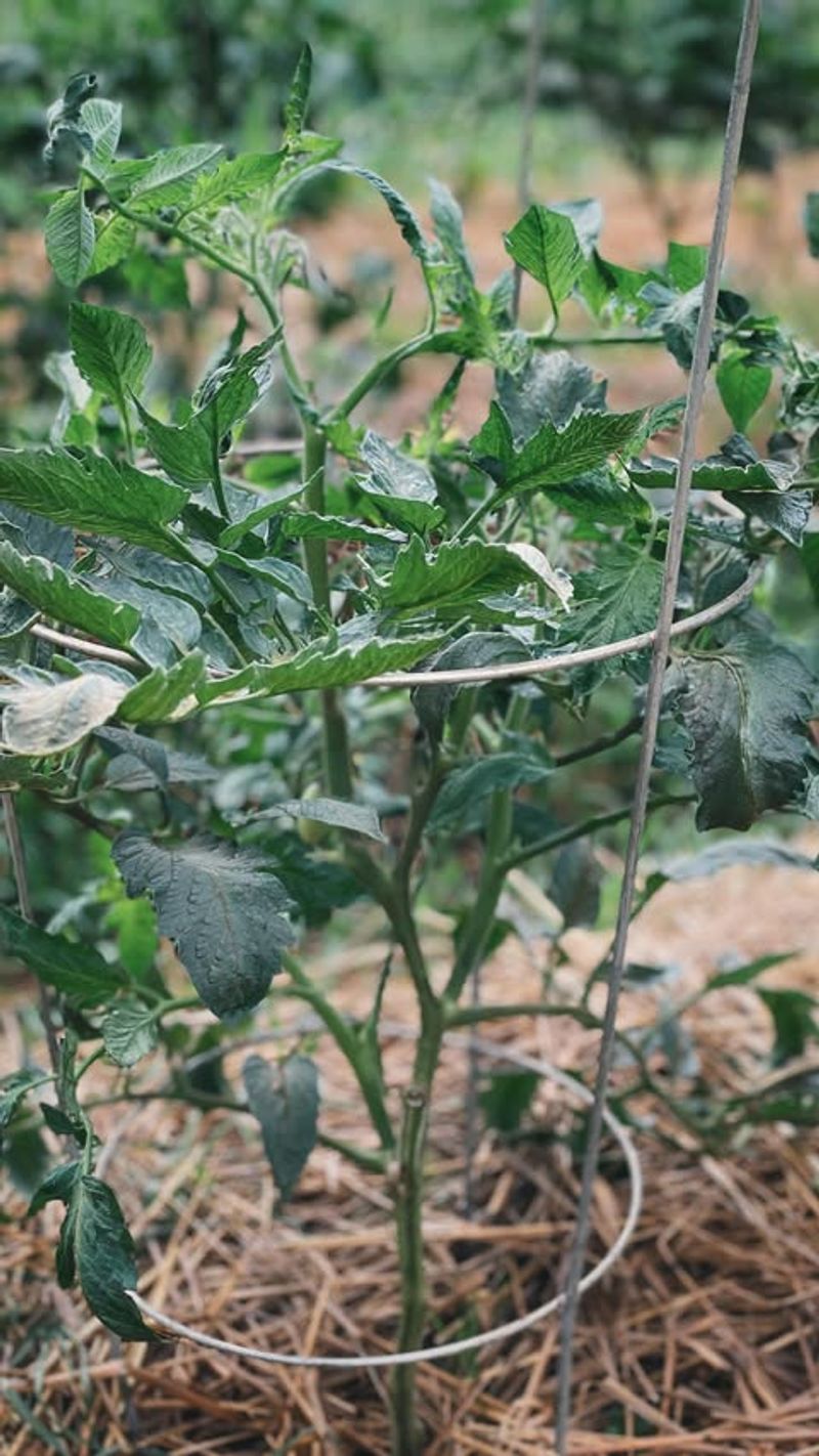 Crowding Tomato Plants Too Closely In May Creates Major Disease Problems Later