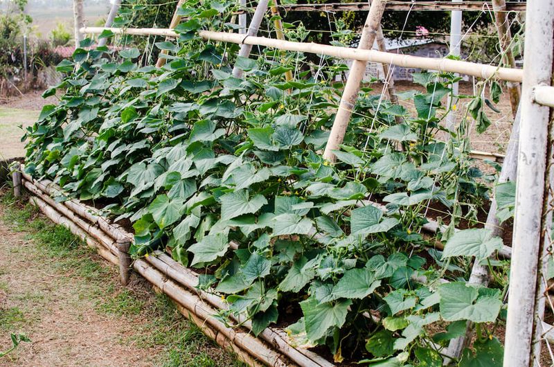Crowding Vines Until Airflow Disappears