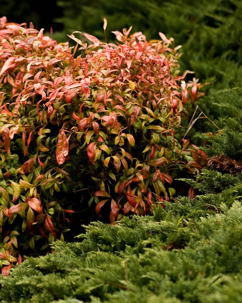 Crowds Out Native Plants