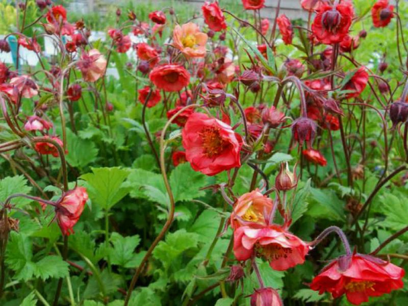 Crown Rot Is A Bigger Threat To Geum Than Drought