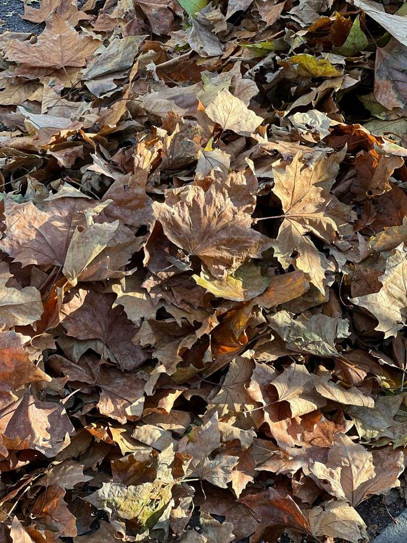 Crushed Dry Leaves From Last Fall Crushed Dry Leaves From Last Fall