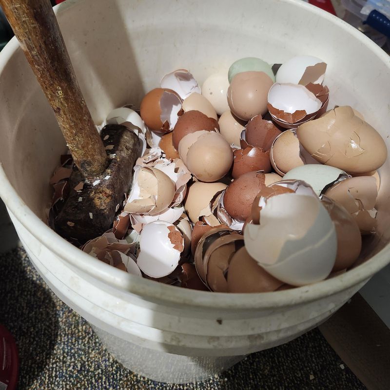 Crushed Eggshells Add Grit And Calcium Slowly