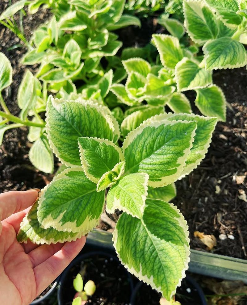 Cuban Oregano Thrives In Our Summer Heat