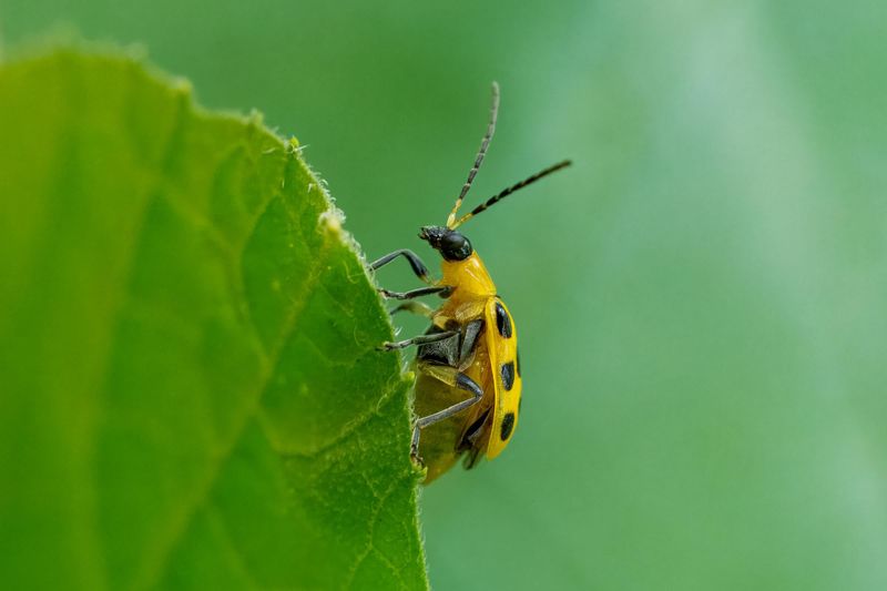 Cucumber Beetles
