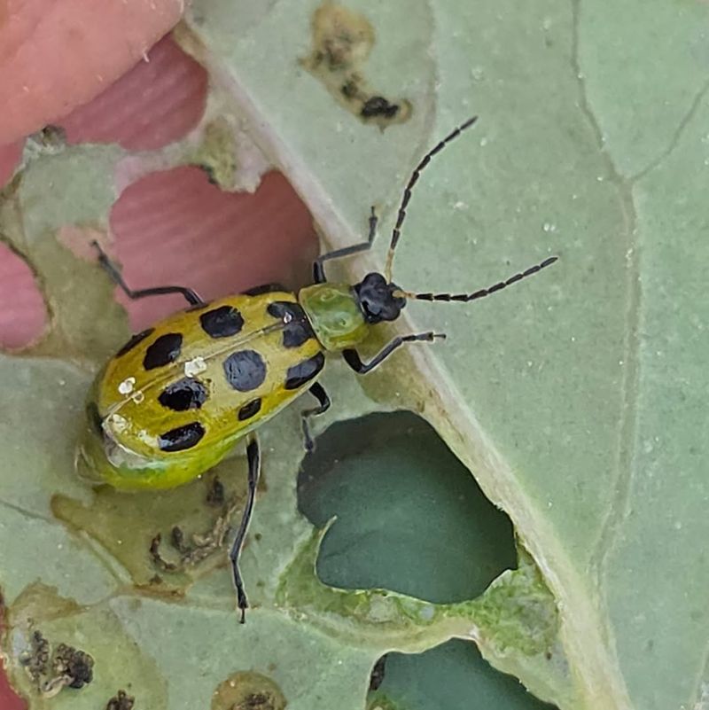 Cucumber Beetles Cause Bigger Problems Than Most Gardeners Expect