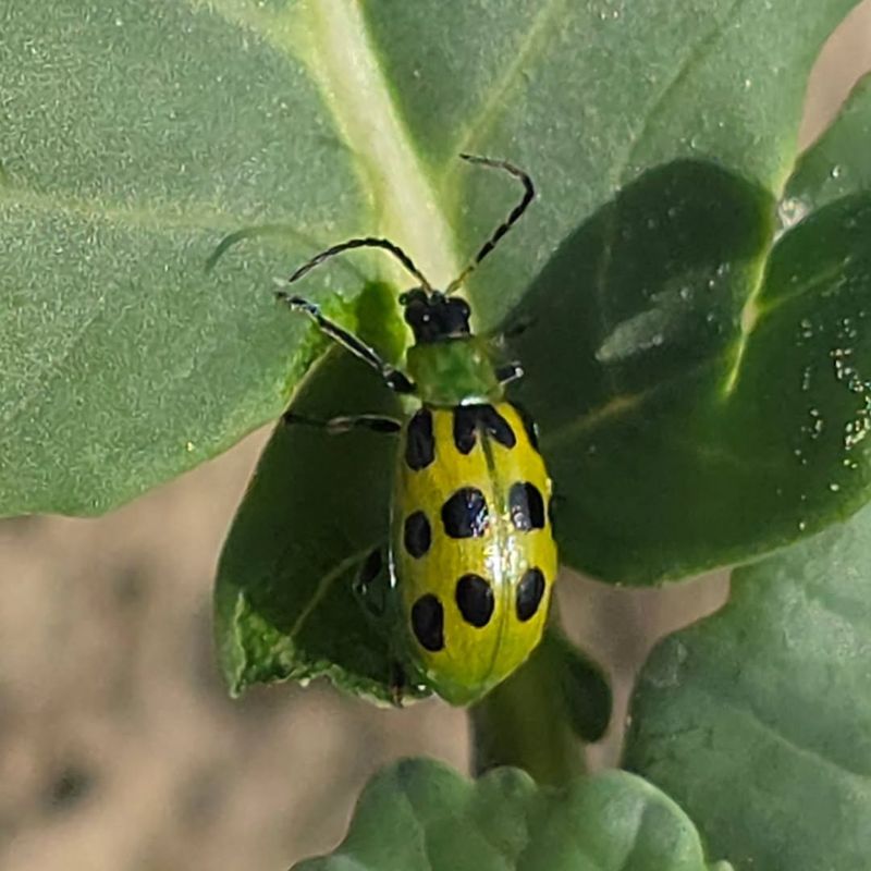 Cucumber Beetles Cause Bigger Problems Than Most Gardeners Realize Cucumber Beetles Cause Bigger Problems Than Most Gardeners Realize
