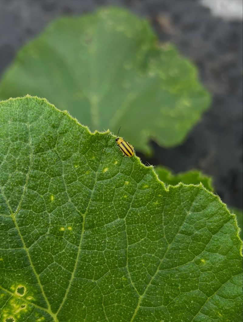 Cucumber Beetles Overwinter In Garden Debris
