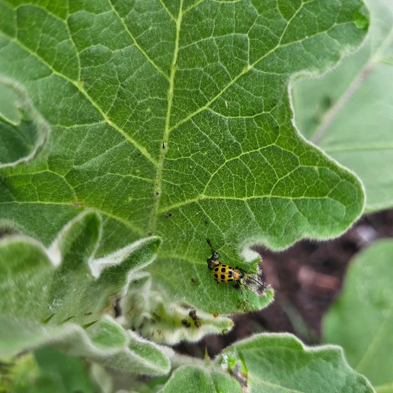 Cucumber Beetles Spread Bacterial Wilt Faster Than Most Gardeners Realize