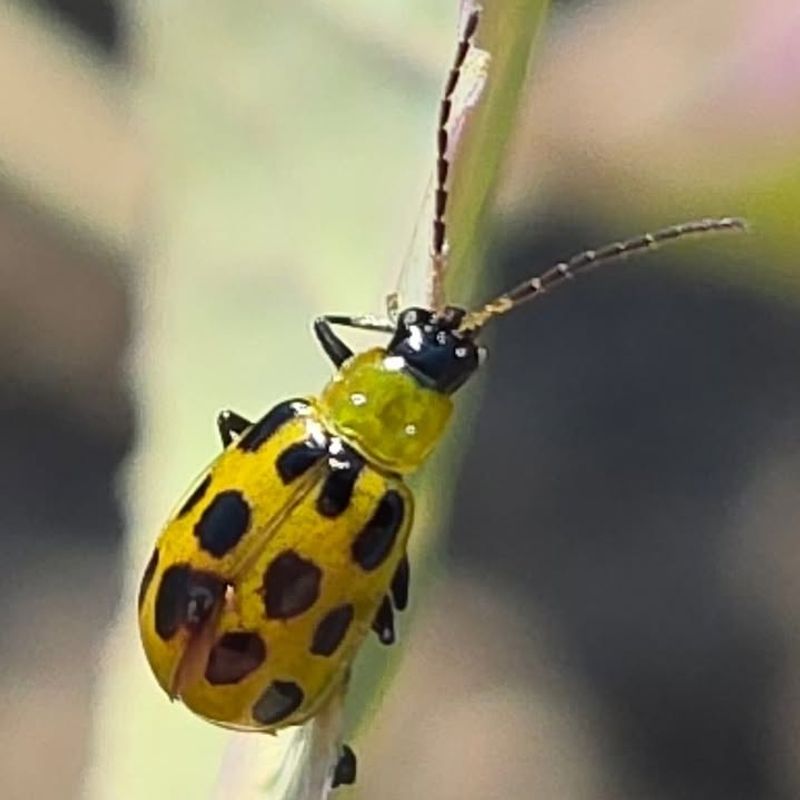 Cucumber Beetles