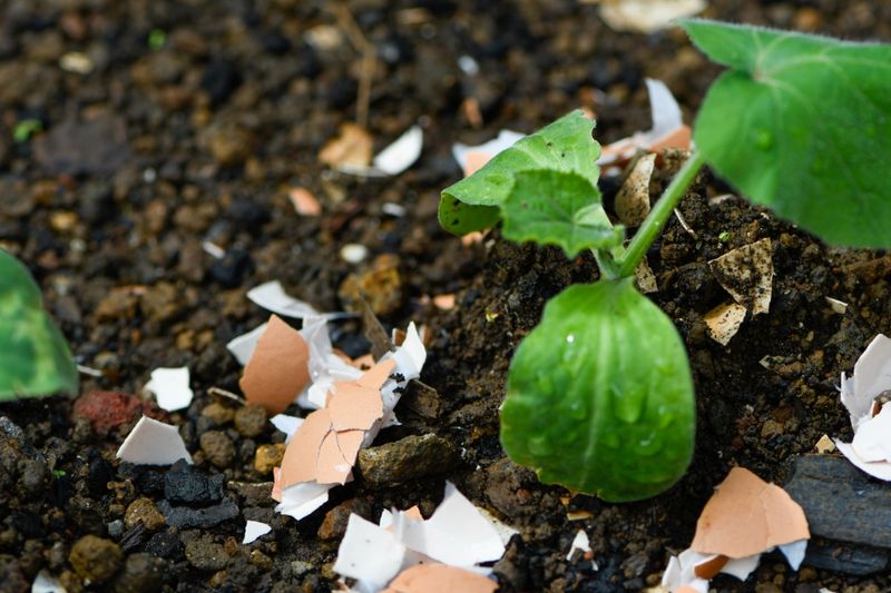 Cucumbers