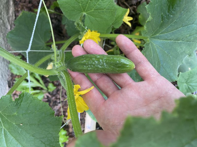 Cucumbers