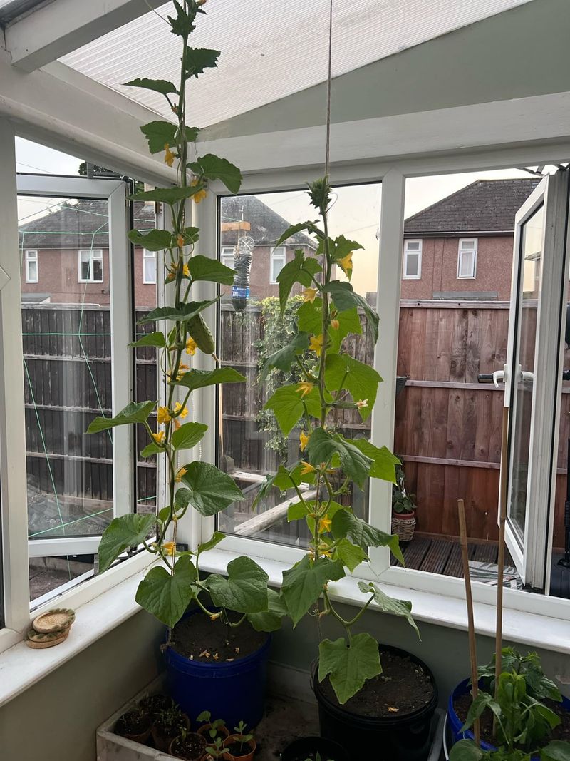 Cucumbers