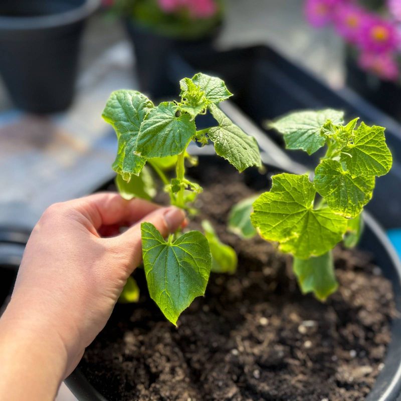 Cucumbers Adapt Better With Vertical Container Support Cucumbers Adapt Better With Vertical Container Support