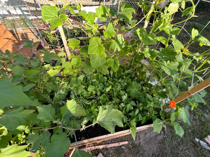 Cucumbers And Bush Beans Growing Together