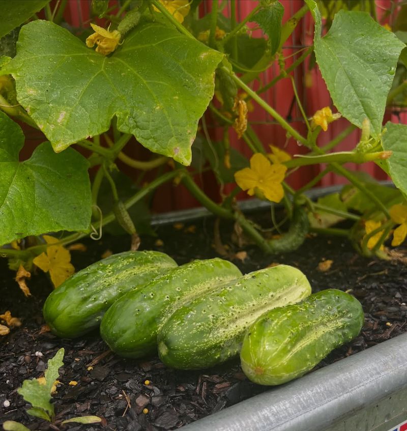 Cucumbers Can Take Over Once Radishes Are Gone