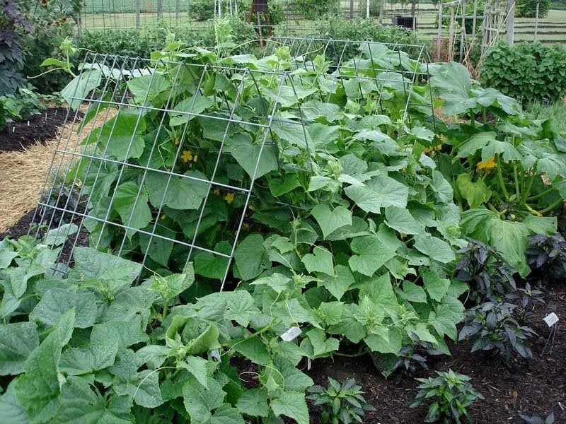Cucumbers Catch Up Quickly In Warm Soil