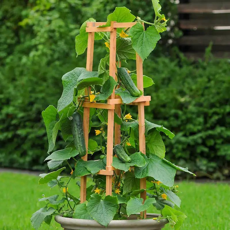 Cucumbers Climb Well In Large Containers