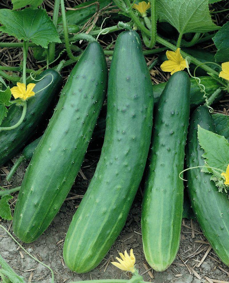 Cucumbers (Cucumis Sativus)