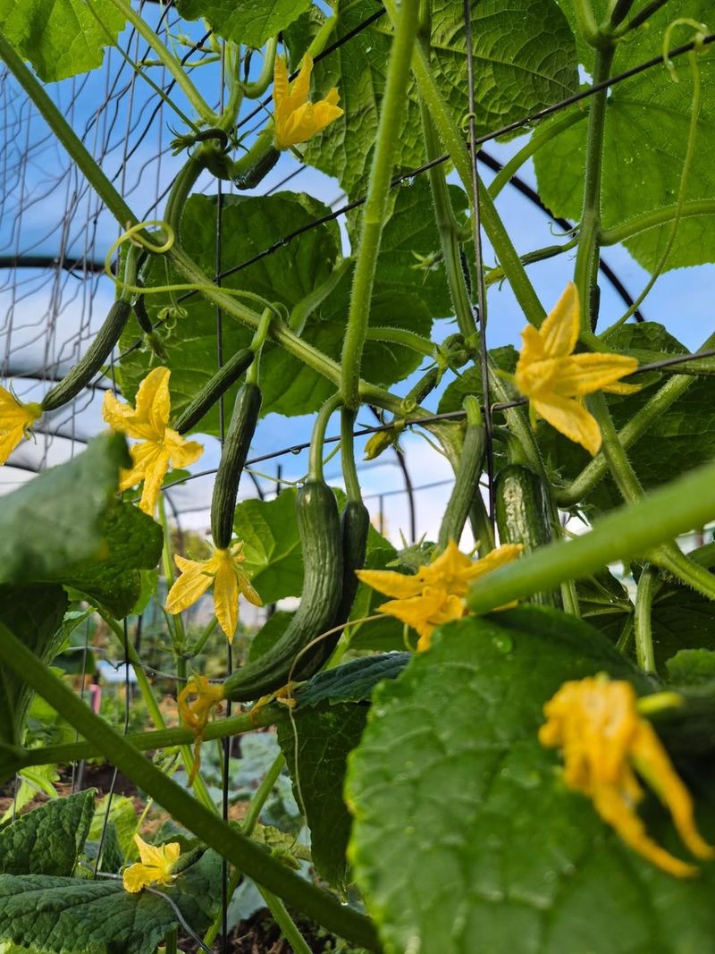 Cucumbers (Cucumis sativus)