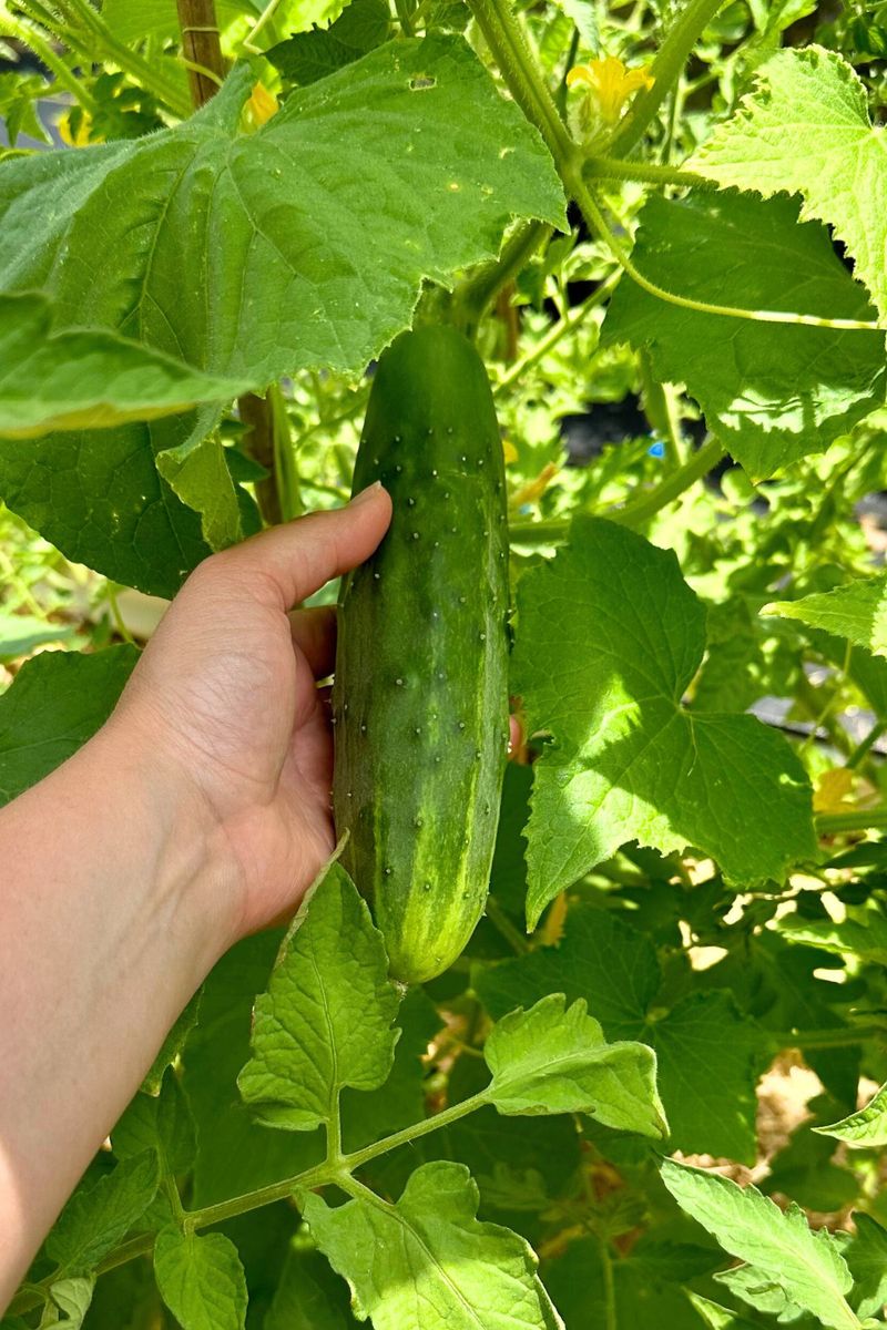 Cucumbers Grow Fast Once Nights Stay Warm