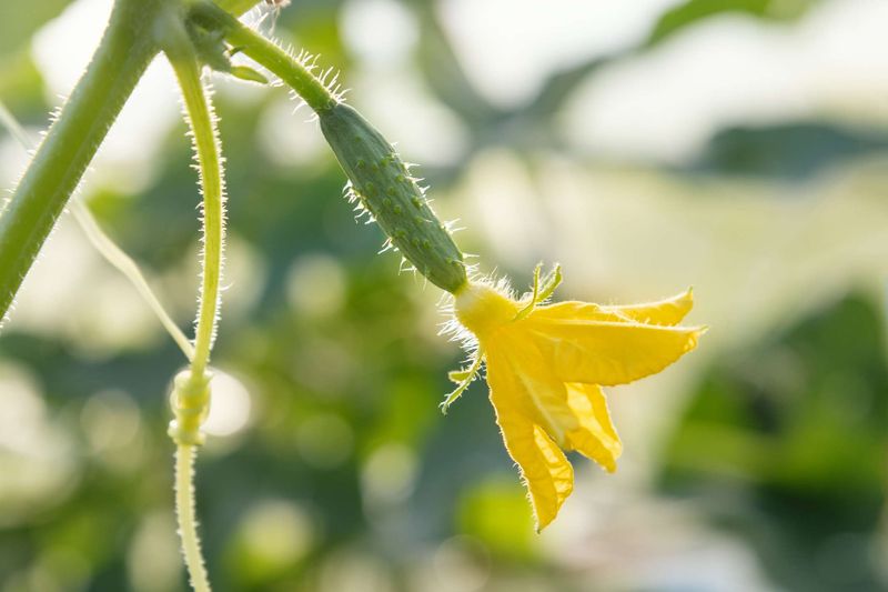 Cucumbers Grow Fast Once The Soil Warms