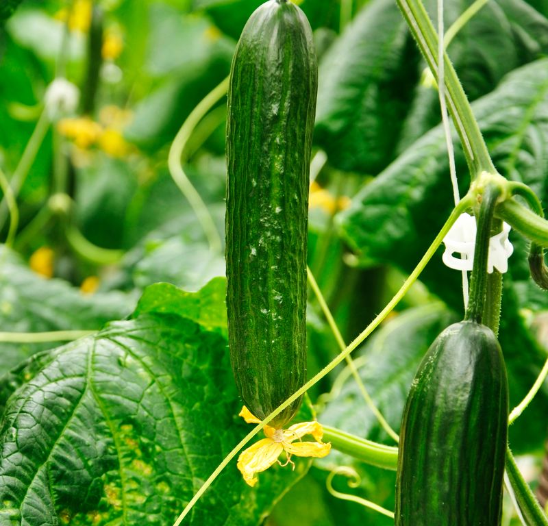 Cucumbers Grow Faster Once Soil Warms Up
