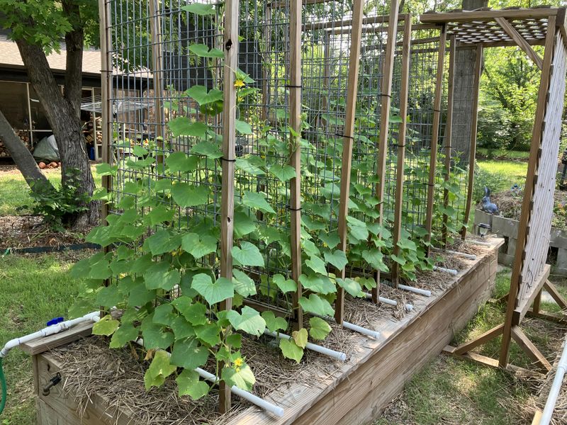 Cucumbers Grow Up Trellises And Leave More Room Below