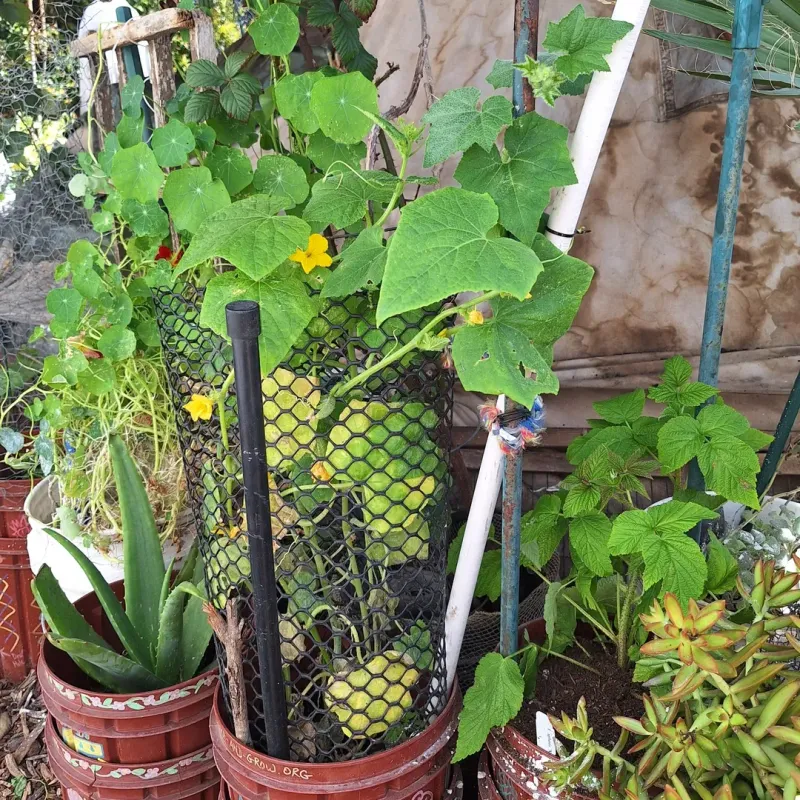 Cucumbers Grow Well In Buckets With Simple Support
