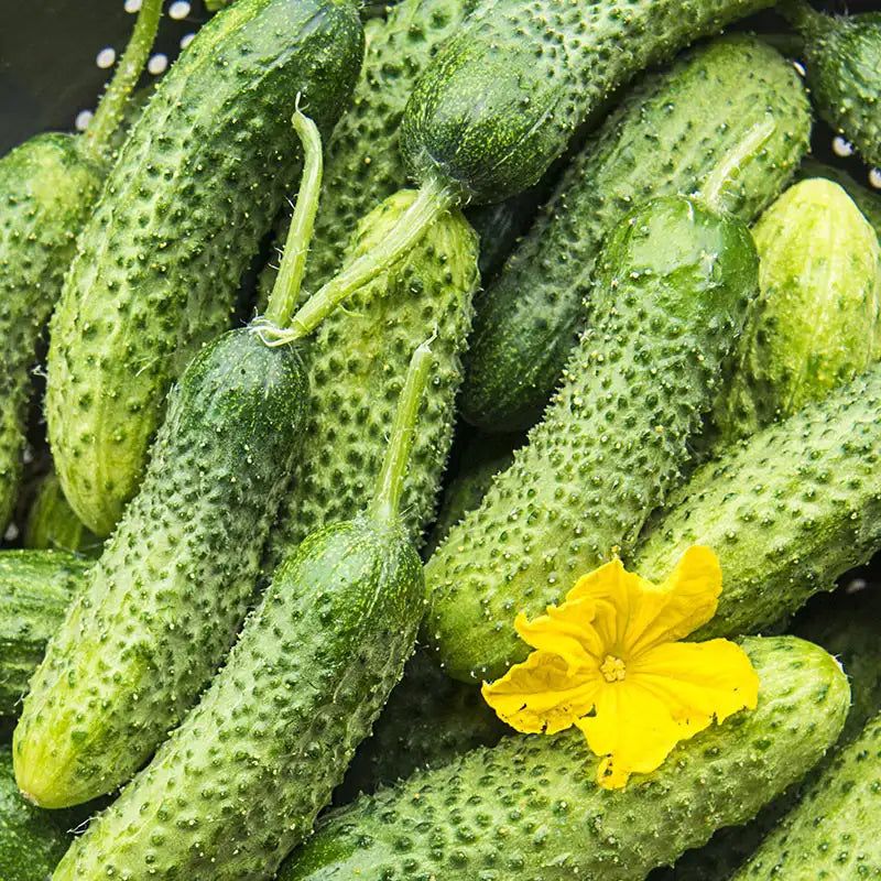 Cucumbers (Pickling Or Bush Varieties)