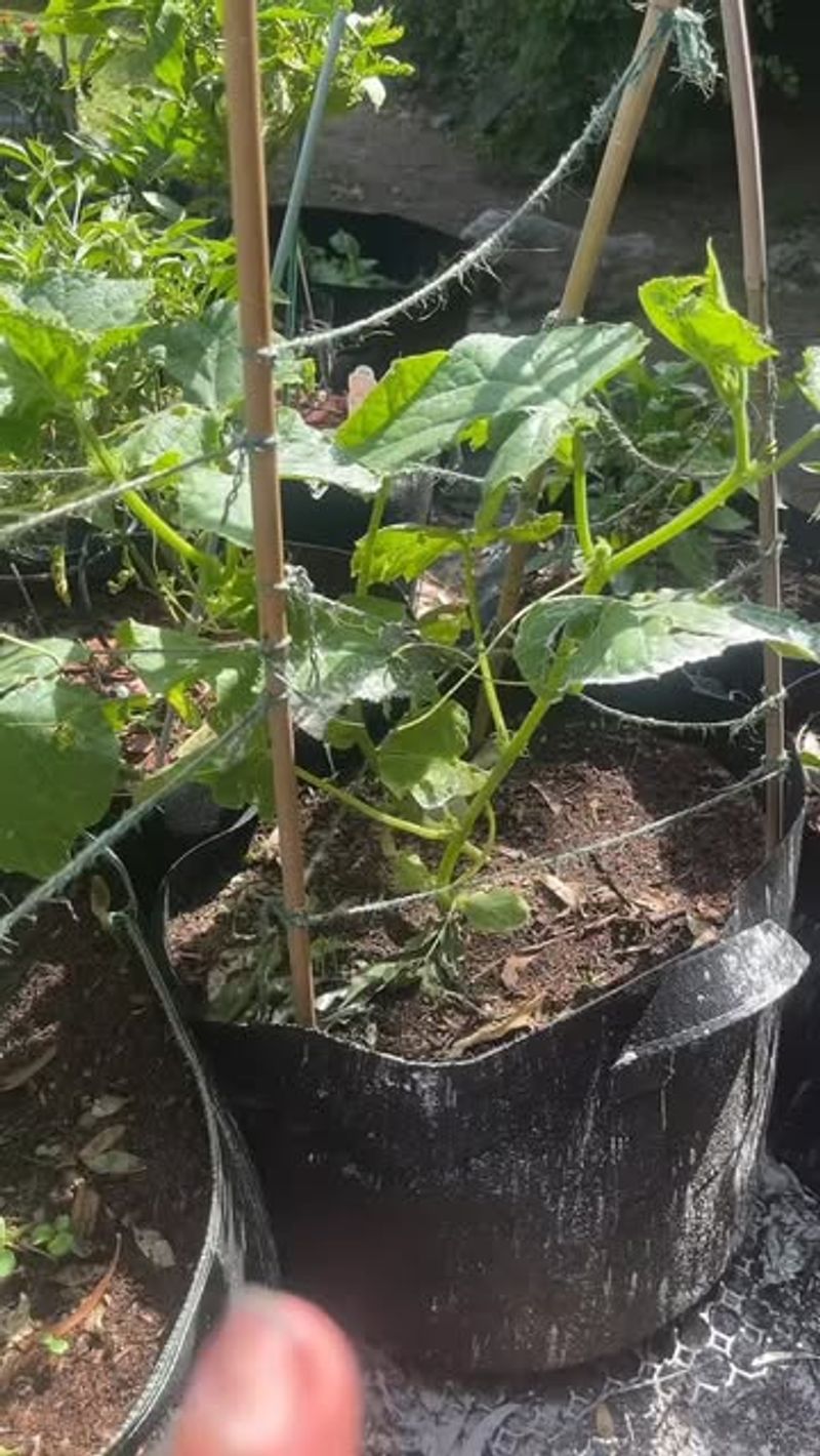 Cucumbers Produce Quickly With Simple Support