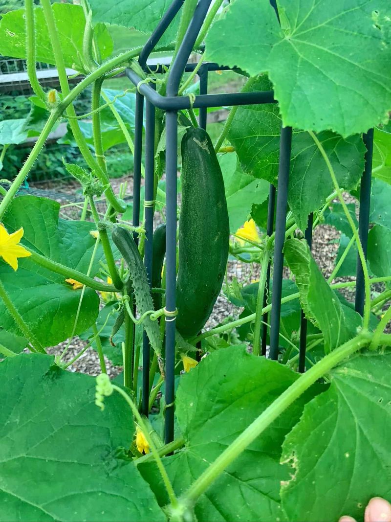 Cucumbers Save Space By Growing Up