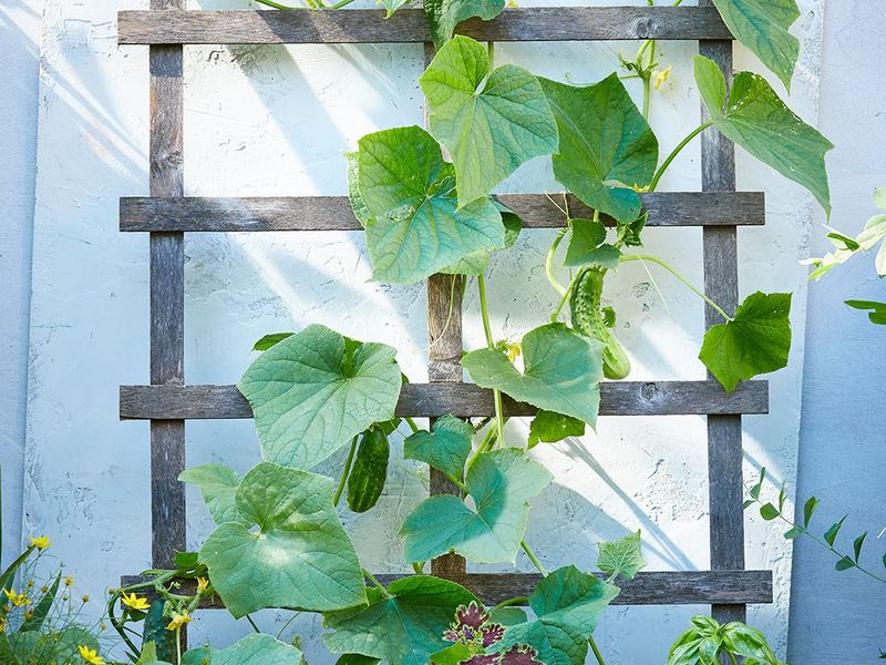 Cucumbers Stay Cleaner And Healthier On A Trellis
