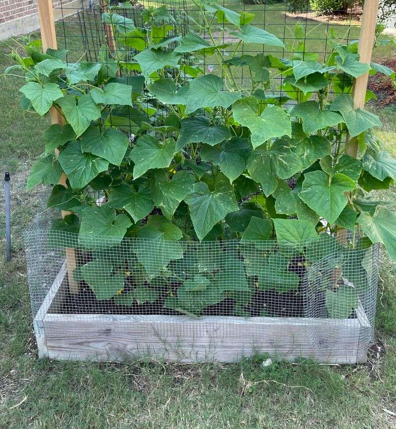 Cucumbers Struggle During Dry Windy Afternoons
