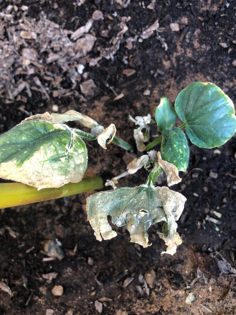 Cucumbers Struggle In Cold Ground