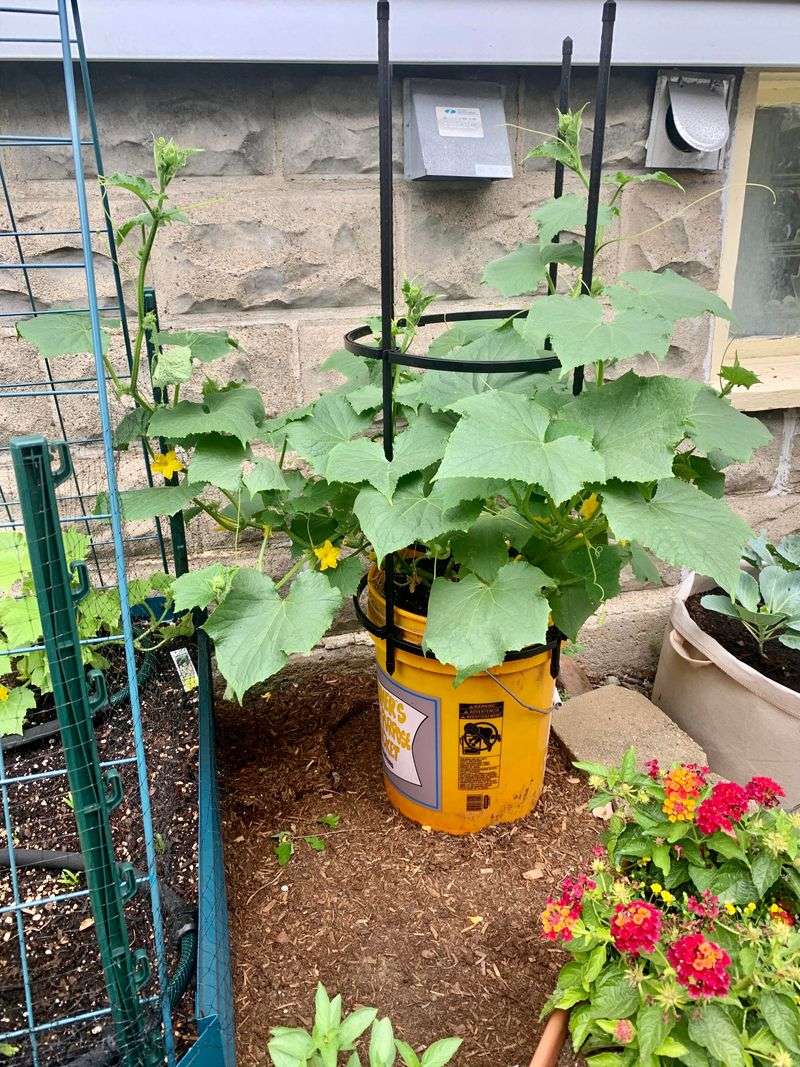 Cucumbers Work Well With A Trellis And Deep Watering