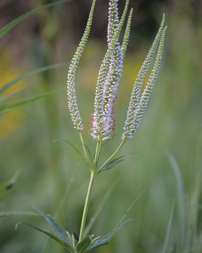 Culver's Root Handles Clay With No Fuss