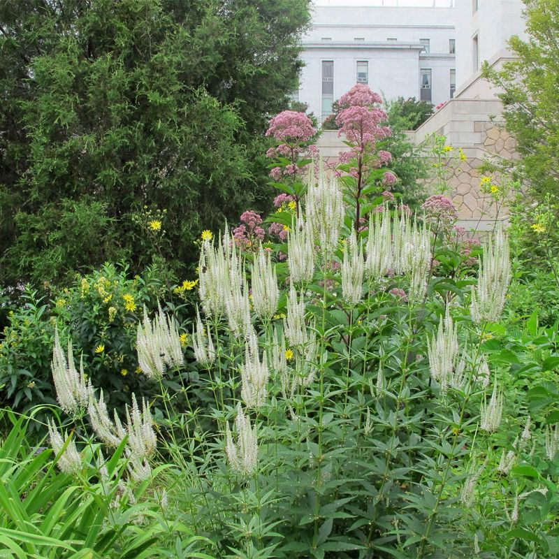 Culver's Root Returns Taller And Stronger Every Year In Michigan Culver's Root Returns Taller And Stronger Every Year In Michigan