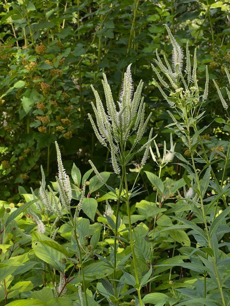 Culver's Root (Veronicastrum virginicum)